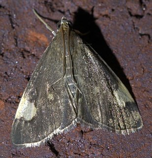 <i>Evergestis unimacula</i> Species of moth