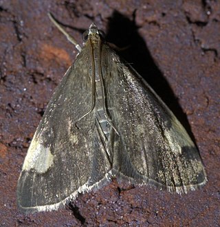 <i>Evergestis unimacula</i> Species of moth