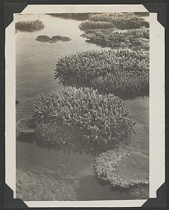 Exposed coral near the anchorage, Low Islands, Queensland, ca. 1928, 1 - C.M. Yonge (37190980776) Exposed coral near the anchorage, Low Islands, Queensland, ca. 1928, 1 - C.M. Yonge (37190980776).jpg