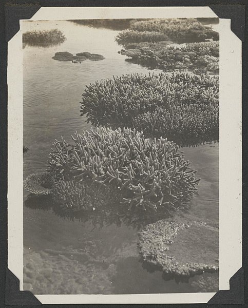 File:Exposed coral near the anchorage, Low Islands, Queensland, ca. 1928, 1 - C.M. Yonge (37190980776).jpg