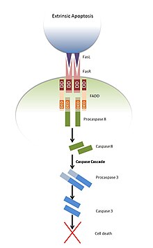 Diagram shows the extrinsic apoptotic pathway whereby the Fas receptor (FasR)on one cell is stimulated by the Fas ligand (FasL)on a different cell, recruiting FADD to the FasR via an interaction between the death domains (DD) of both molecules. Procaspase 8 is recruited to FADD and interacts via the Death effector domains (DED) of both molecules. This results in the cleavage and activation of procaspase 8, forming caspase 8, which goes on to cleave and activate other caspases such as procaspase 3 to initiate the caspase cascade which leads to cell death