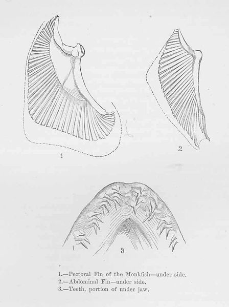 File:FMIB 46115 Monkfish.jpeg