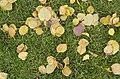 * Nomination: Fallen leaves in Shevchenko Garden in Kharkiv. --Lystopad 15:45, 24 November 2017 (UTC) * * Review needed