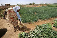 Farmer irrigates crops.jpg