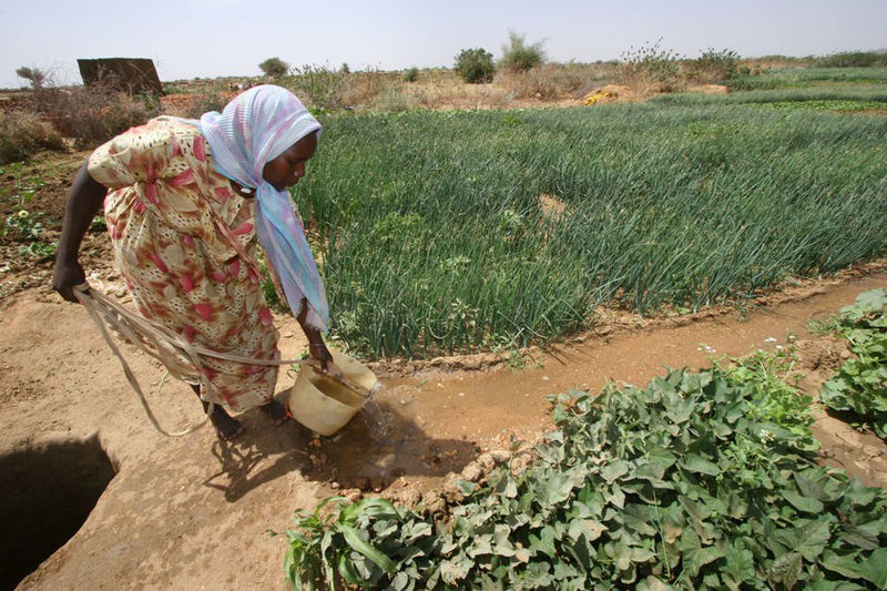 File:Farmer irrigates crops.jpg