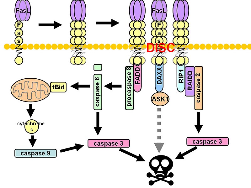 File:Fas signaling.jpg