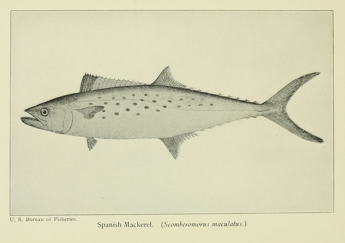 1 22 рыба. Scomberomorus maculatus.