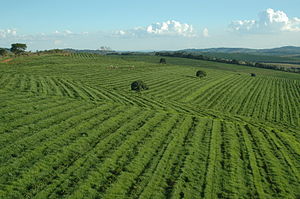 Minas Gerais