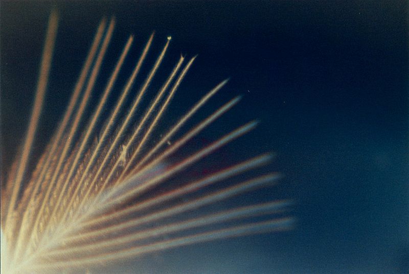 File:Feather of a Zebrafink.jpg