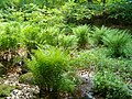 ferns in the Mátra Mts