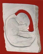 Fetus in womb.jpg