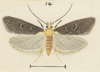 <i>Trachypepla cyphonias</i> Species of moth