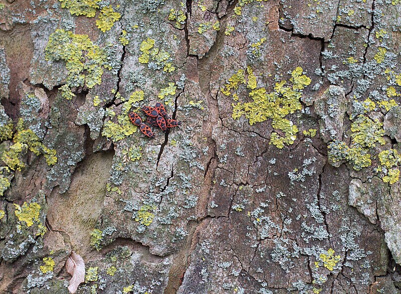 File:Firebugs on a plane tree (13996116522).jpg