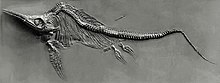 A Stenopterygius skeleton from Holzmaden Fischsaurier fg01.jpg
