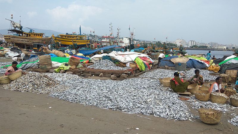 File:Fishes In Visakhapatnam Port 07.jpg