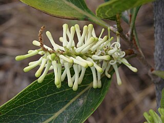 <i>Roupala montana</i> Species of plant in the family Proteaceae which is native to much of the Neotropics