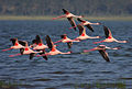 Flamingai virš Nakuru ežero