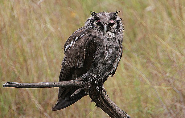 A Verreaux's eagle-owl during a rainstorm