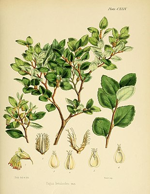 Fagus betuloides (Flora Antarctica, Plate CXXIV)