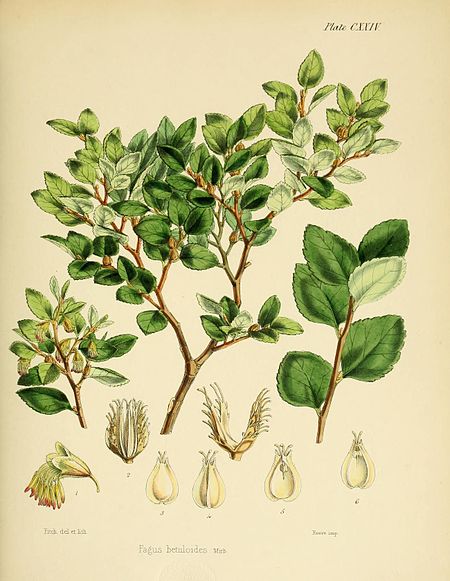 Plate CXXIV; Fagus betuloides Mirb.; Fitch del et lith.; Reeve imp.