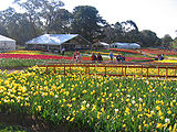 Flowers of all sorts looking north, 2005