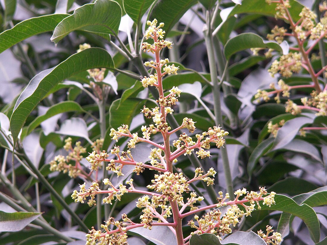 File:Flower of mango.JPG