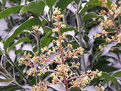 Flower of mango.JPG