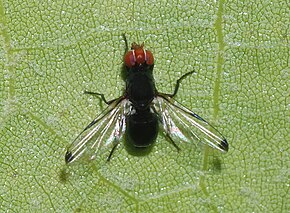 Bildbeschreibung Fly May 2008-1.jpg.