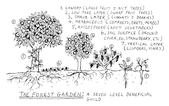 The seven layers of the forest garden Forest garden 7 layers.gif