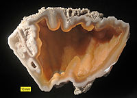 Achatkoralle aus der Hawthorn Group (Oligozän–Miozän), Florida.  Ein Beispiel für Erhaltung durch Ersatz.