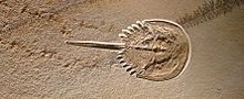Fossil of a dead horseshoe crab at the end of a type of fossil trackway once attributed to pterosaurs Fossil horseshoe crab dead in its tracks.jpg