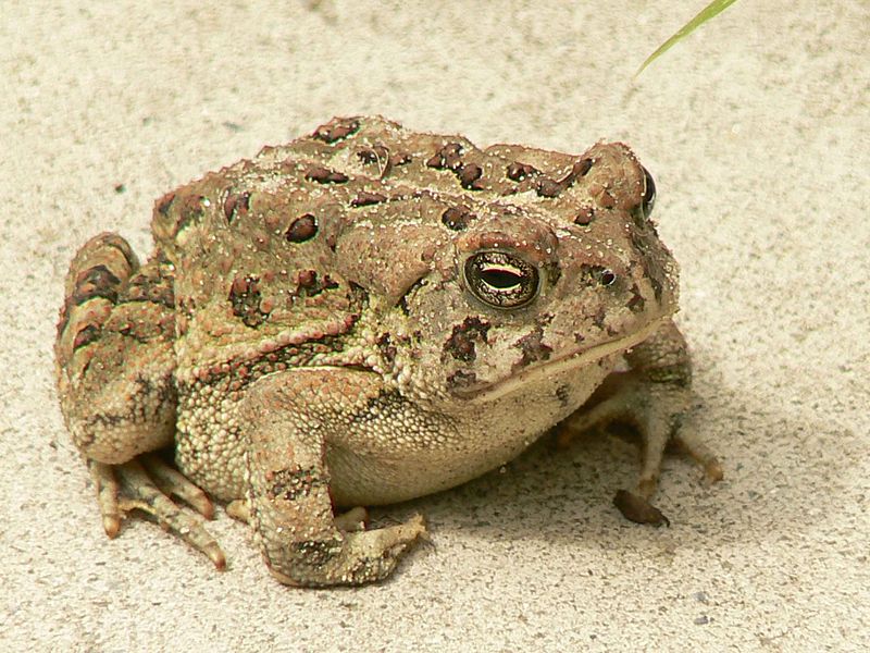 File:Fowlers toad frog.jpg