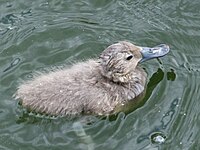 Duck, Freckled Stictonetta naevosa