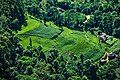 * Nomination: free landscape views of tea garden at kanyam ilam nepal. (By Hari Gurung) --Biplab Anand 16:51, 15 June 2017 (UTC) * Review Nice but 1/800 and f/4,8 - not very good IMO.--Aeou 16:41, 16 June 2017 (UTC) @Aeou: The scenery looks good to me, so i nominated it here. I am learning the technical details too.--Biplab Anand 10:59, 19 June 2017 (UTC)