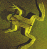 The gamma-crystalline promoter drives expression of the green fluorescent protein reporter gene exclusively in the eye of an adult frog. Frog GFP eye.gif