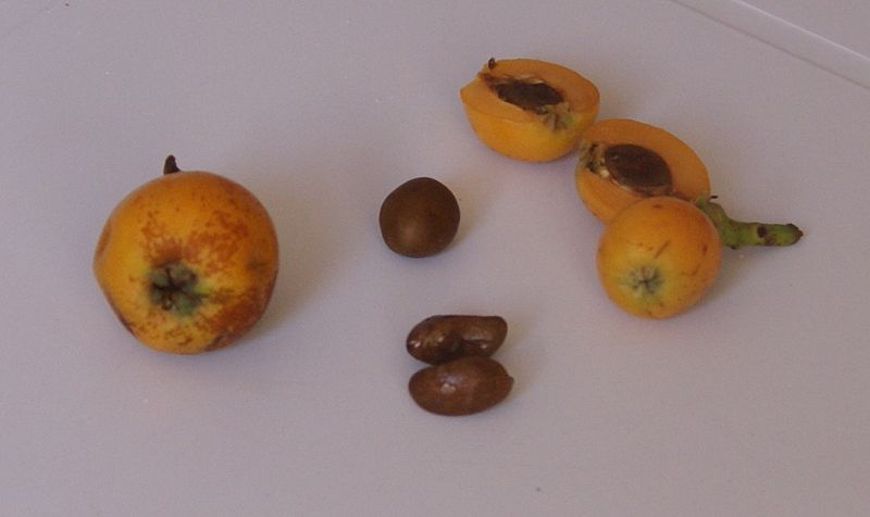 File:Fruits de Boussaa.jpg