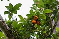 Frutos del níspero, árbol emblemático de Matahuasi, Concepción, Junín