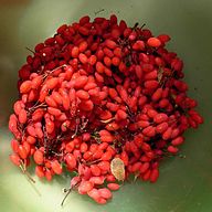 Frutti raccolti di Berberis vulgaris.jpg