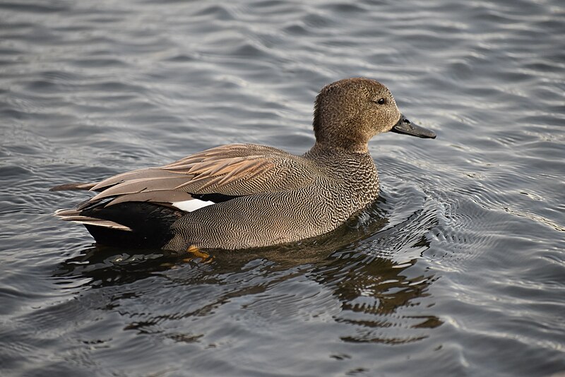 File:Gadwall hyde park london DSC 0290.jpg