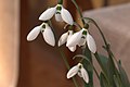 English: Galanthus elwesii in Gothenburg Botanical Garden. Plant id: 2014-0681/1 p W -- KLETZING