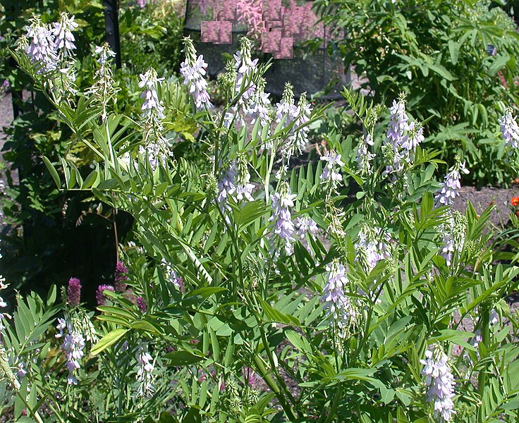 File:Galega officinalis 15-p.bot-gale.offi-019.jpg