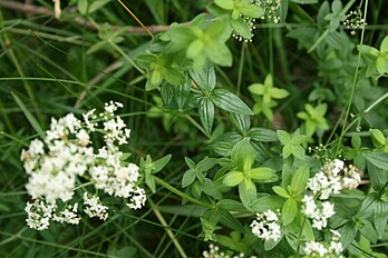 Foliage (Denmark)