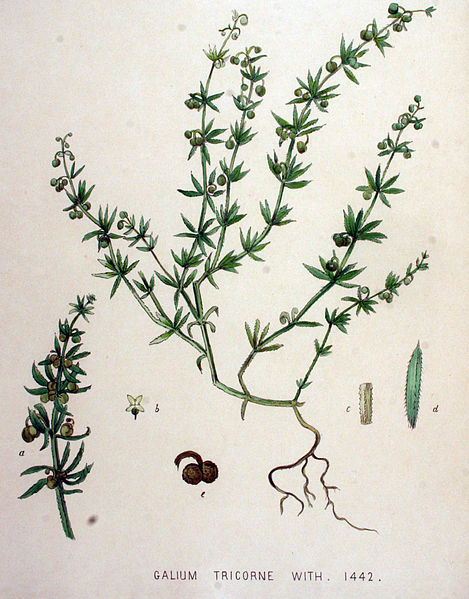 File:Galium tricorne — Flora Batava — Volume v19.jpg
