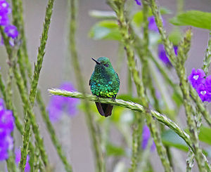 Garden emerald hummingbird ♂