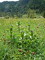 Gentiana cruciata Germany - Allgäuer Alpen