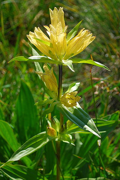 File:Gentiana punctata MtAlto1.JPG