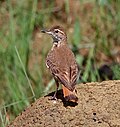 Geositta poeciloptera - Campo madenci.JPG