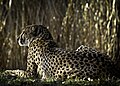 Gepard