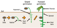 Thumbnail for Epigeal germination