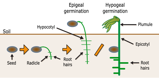 Germination-en